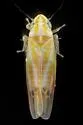 Erythridula auteni - photo 2