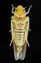 Erythridula auteni - photo 3