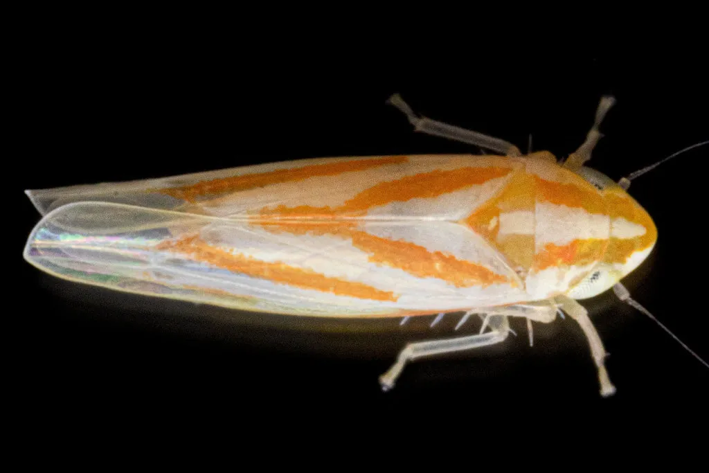 Erythridula bicornis - photo 2