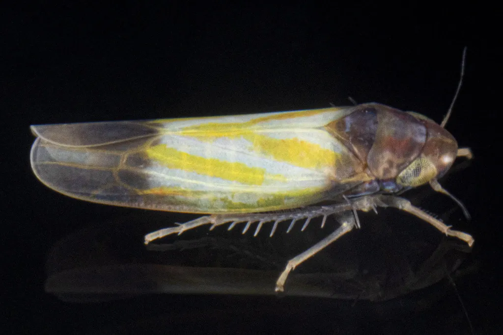 Erythridula bitincta - photo 2