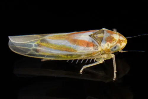 Erythridula cauta