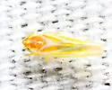 Erythridula clavata
