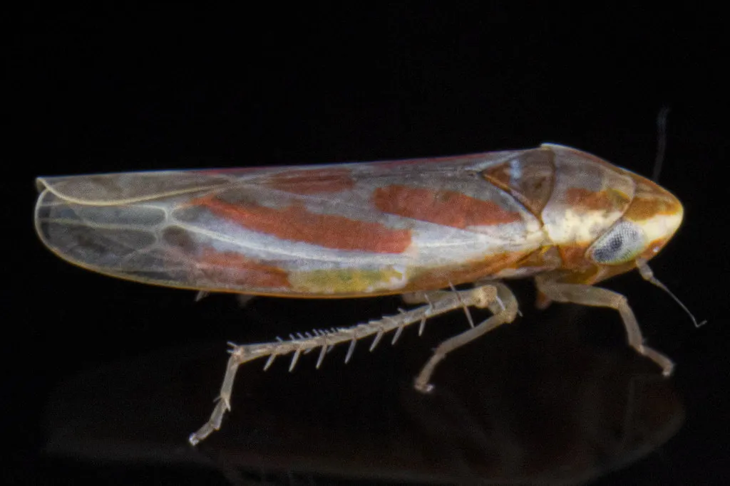 Erythridula cotidiana - photo 2