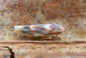 Erythridula crataegi - Erythridula crataegi