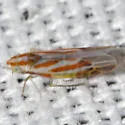 Erythridula crataegi - photo 2