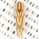 Erythridula crataegi - photo 3