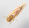 Erythridula crataegi - photo 4