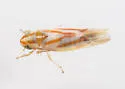 Erythridula crataegi - photo 5