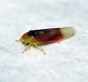 Erythridula crevecoeuri - photo 2
