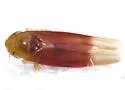 Erythridula crevecoeuri - photo 4