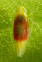 Erythridula crevecoeuri - photo 5