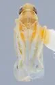Erythridula cruciformis - photo 2