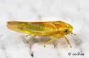 Erythridula diffisa - photo 2