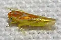 Erythridula diffisa - photo 3