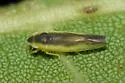 Erythridula divisa - Erythridula divisa