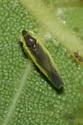 Erythridula divisa - photo 2