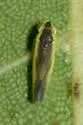 Erythridula divisa - photo 3