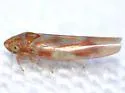 Erythridula electa - Erythridula electa