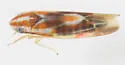 Erythridula electa - photo 2