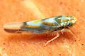 Erythridula electa - photo 4