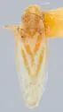 Erythridula frisoni - photo 2