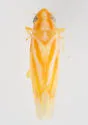 Erythridula hamata - photo 2