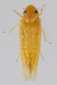 Erythridula hamata - photo 4