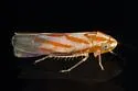 Erythridula hamata - photo 5