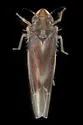 Erythridula ilicis - photo 2