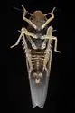Erythridula ilicis - photo 3