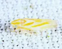Erythridula infinita - photo 2