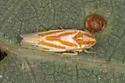 Erythridula infinita - photo 3