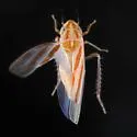 Erythridula infinita - photo 4