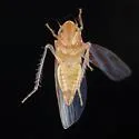 Erythridula infinita - photo 5