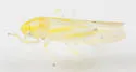 Erythridula insigna - photo 2