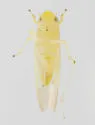 Erythridula insigna - photo 3