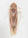 Erythridula kanza - photo 2