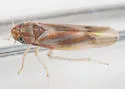 Erythridula kanza - photo 3