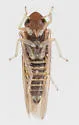 Erythridula kanza - photo 4