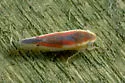 Erythridula lawsoniana