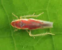 Erythridula lawsoniana - photo 4