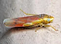 Erythridula lemnisca - photo 2