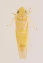 Erythridula minuta - photo 3