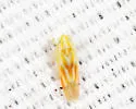 Erythridula nitida - photo 4