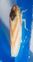 Erythridula noeva - photo 2