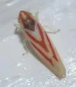 Erythridula noeva - photo 3