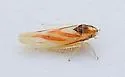 Erythridula noeva - photo 4