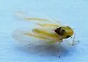 Erythridula noeva - photo 5