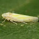 Erythridula nondescripta - Erythridula nondescripta