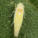 Erythridula nondescripta - photo 2